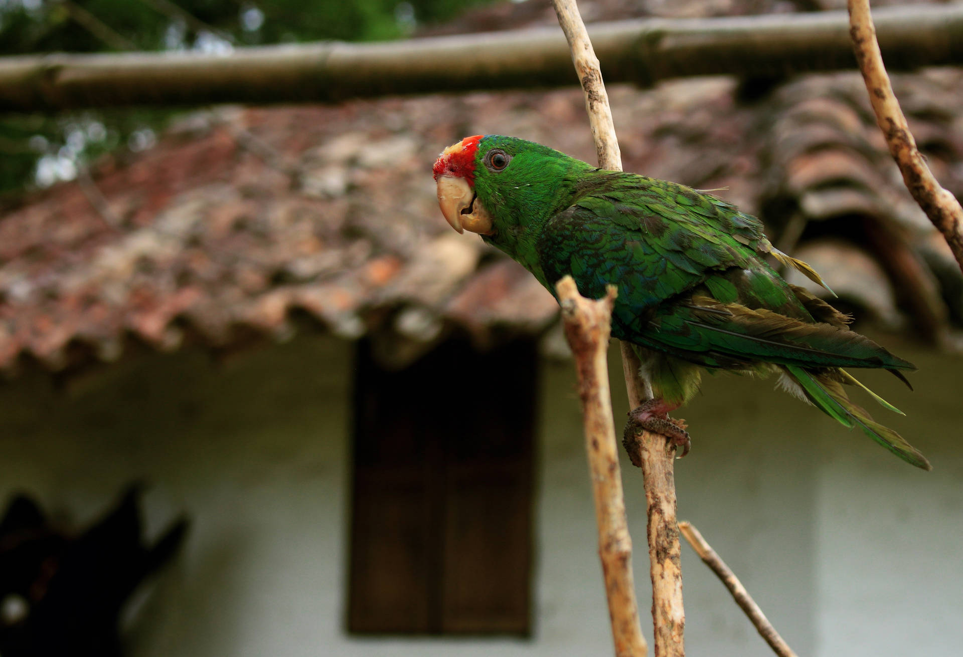 Curious Green Parrot HD Wallpaper