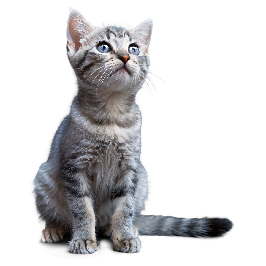 Curious Grey Kitten Png 56 PNG