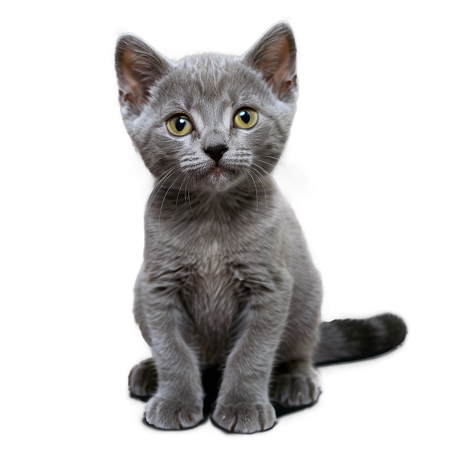 Curious Grey Kitten Png 85 PNG