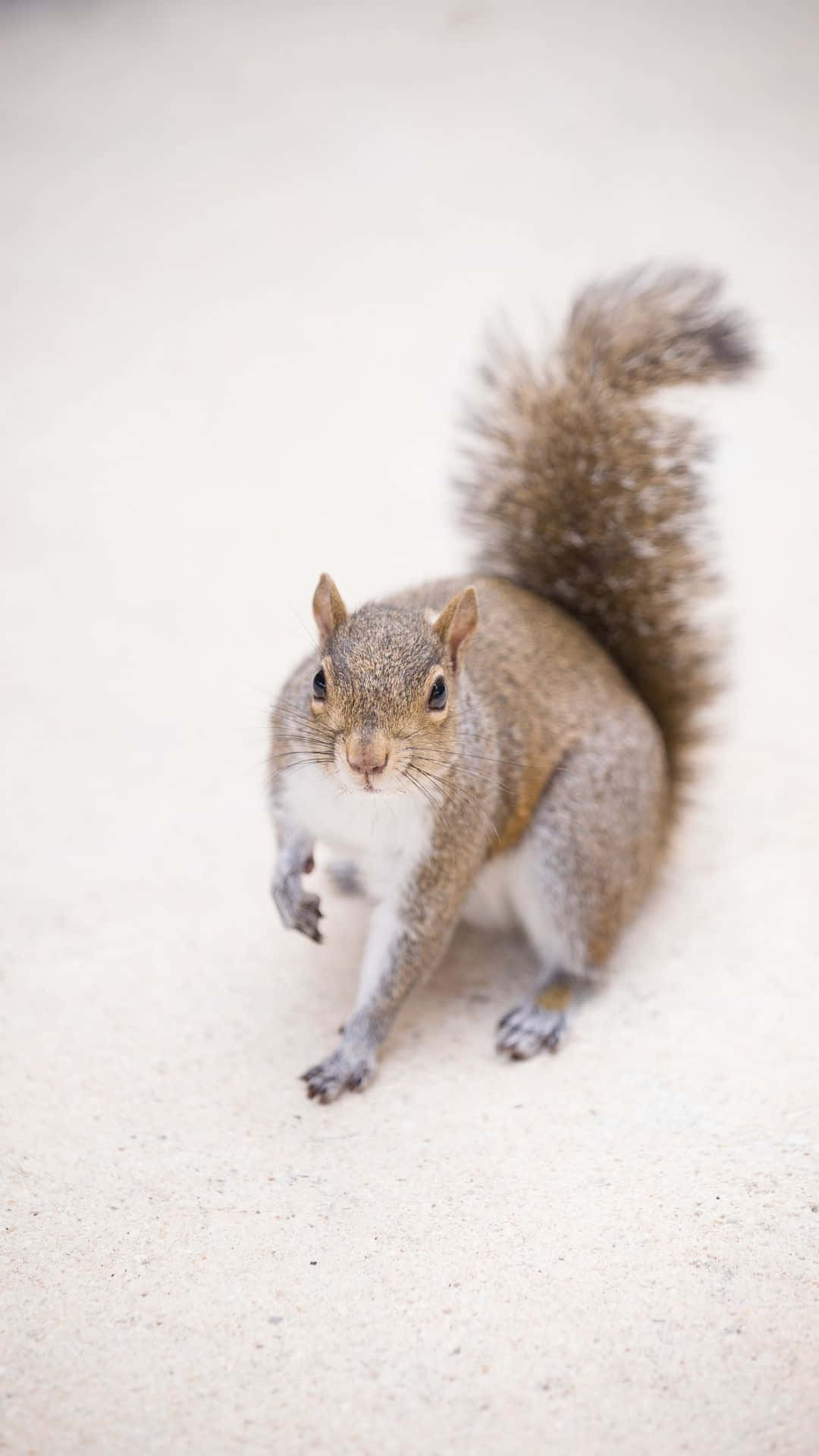 Curious Grey Squirrel On Pavement.jpg Wallpaper