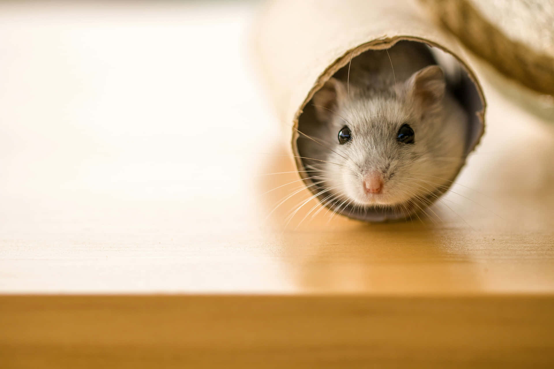 Curious Hamster Peeking From Tube Wallpaper