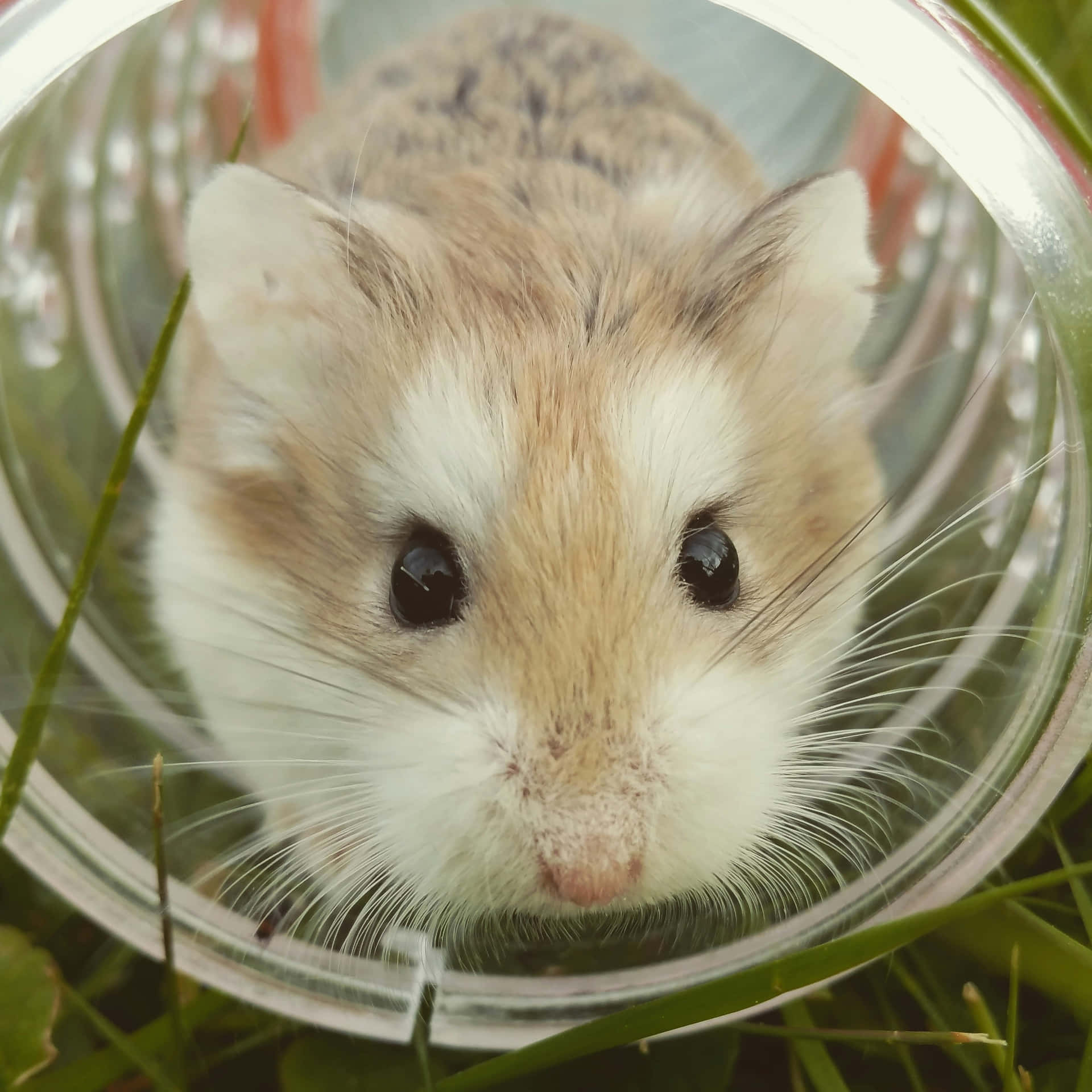 Curious Hamsterin Tube Wallpaper