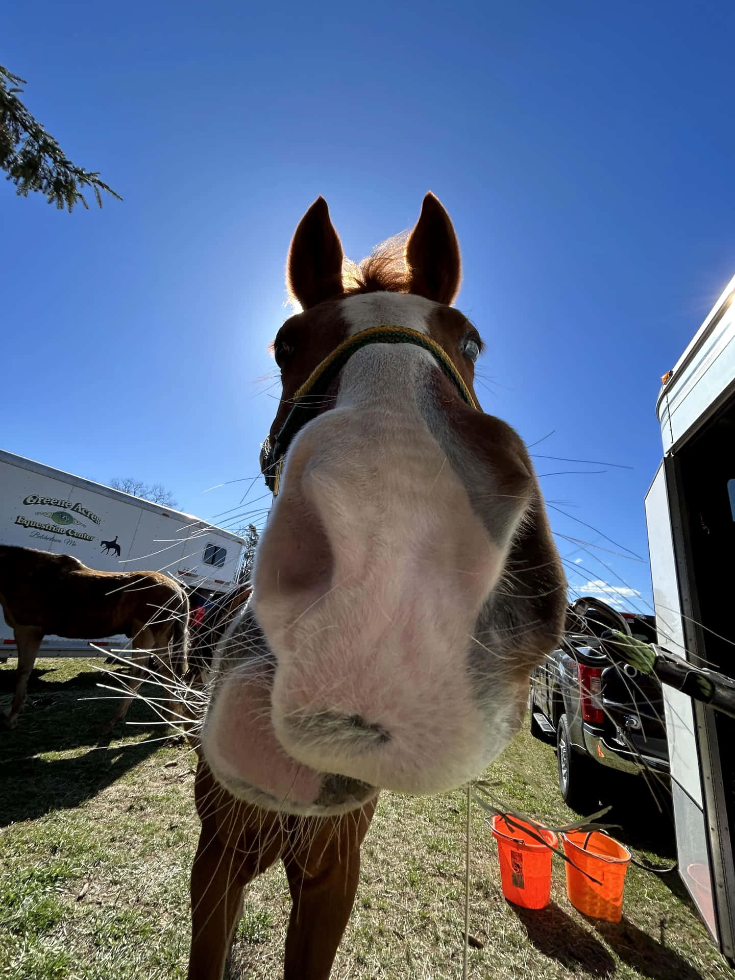 Nieuwsgierig Paard Van Dichtbij.jpg Achtergrond