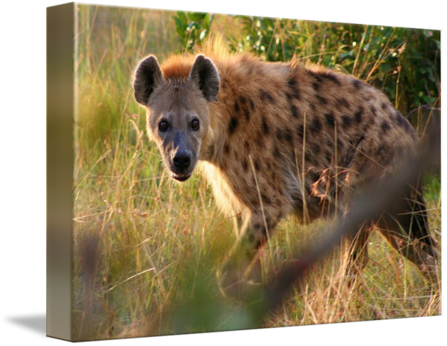 Curious Hyenain Grassland PNG