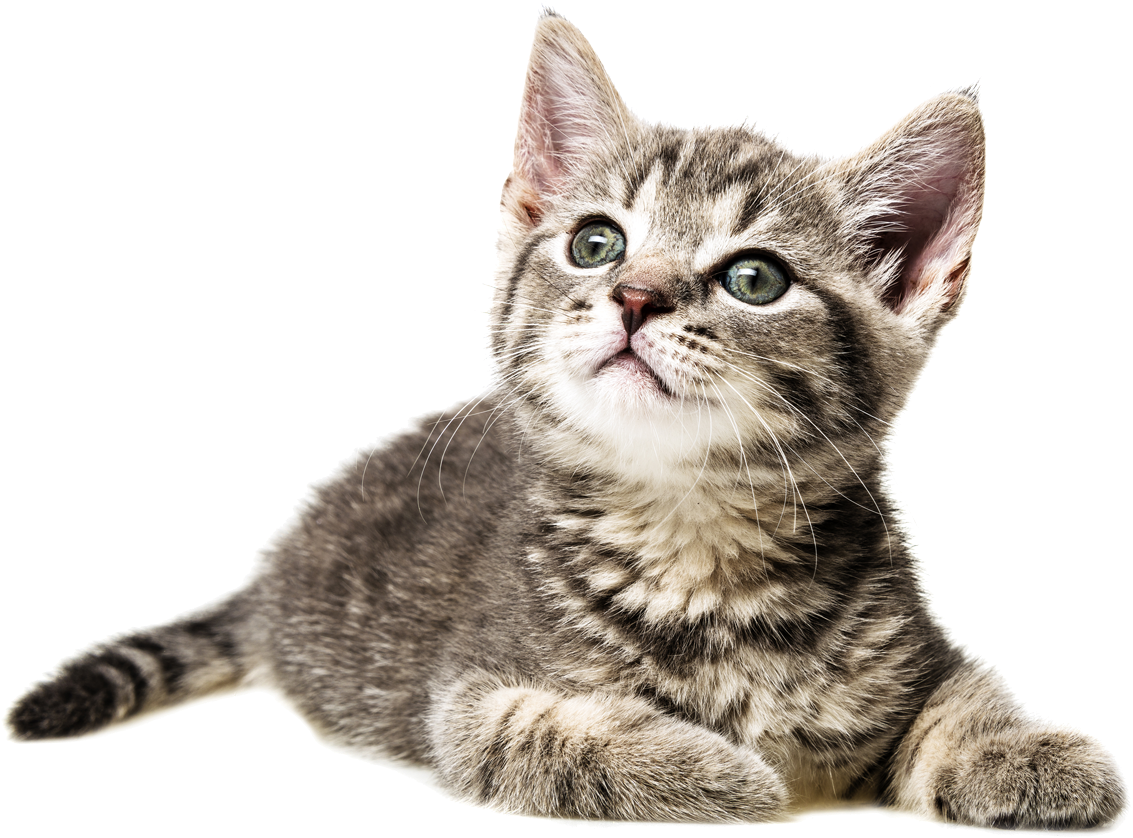 Curious Kitten Looking Up PNG