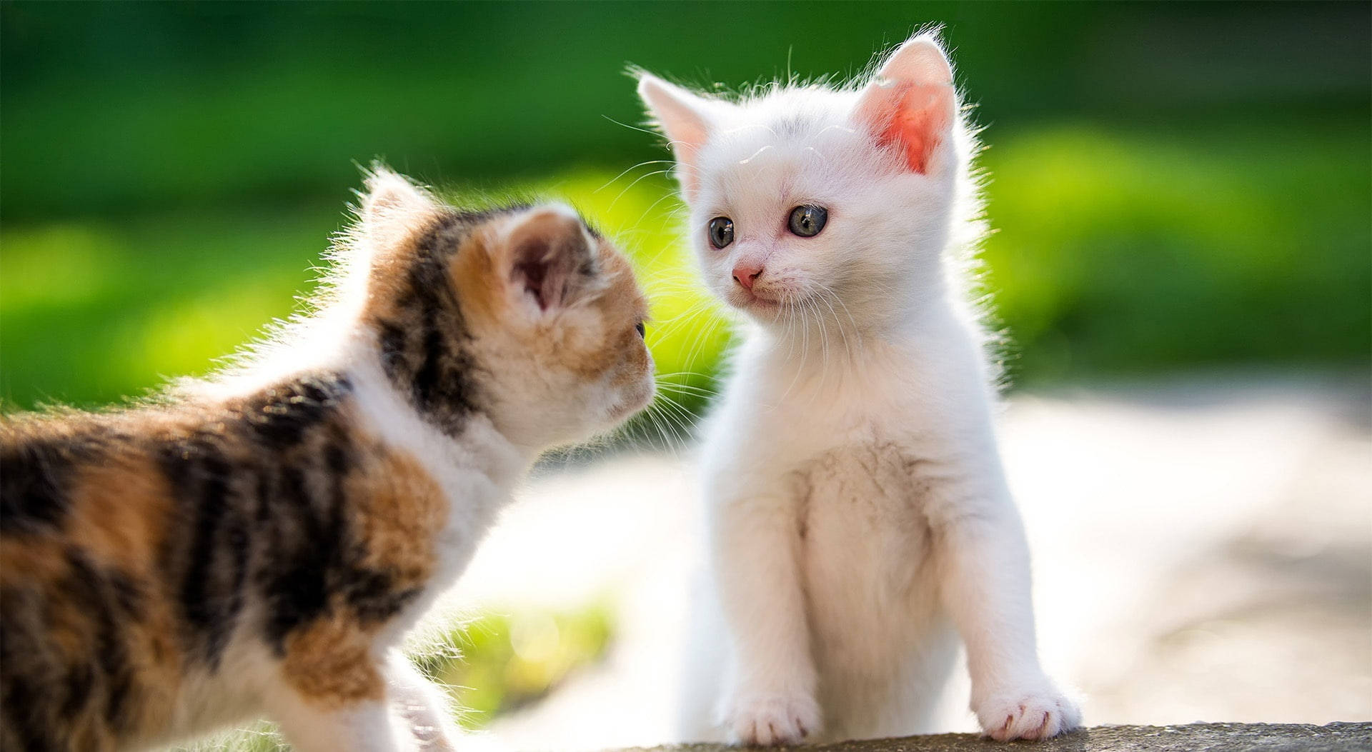 Curious Kittens Meeting Outdoors Wallpaper