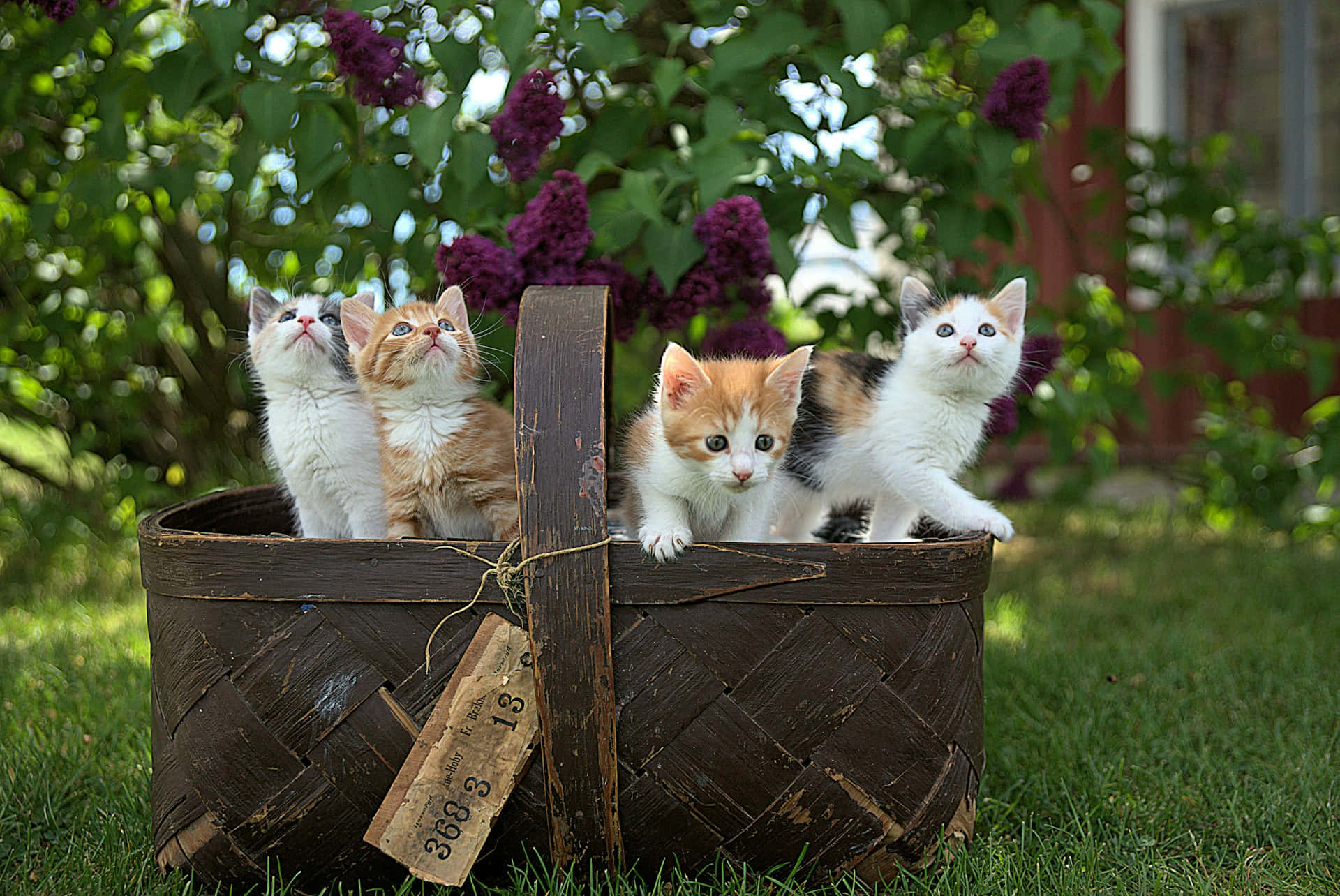 Curious Kittensin Basket Outdoors Wallpaper