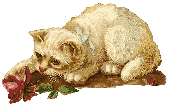 Curious Kittenwith Rose Vintage Illustration PNG