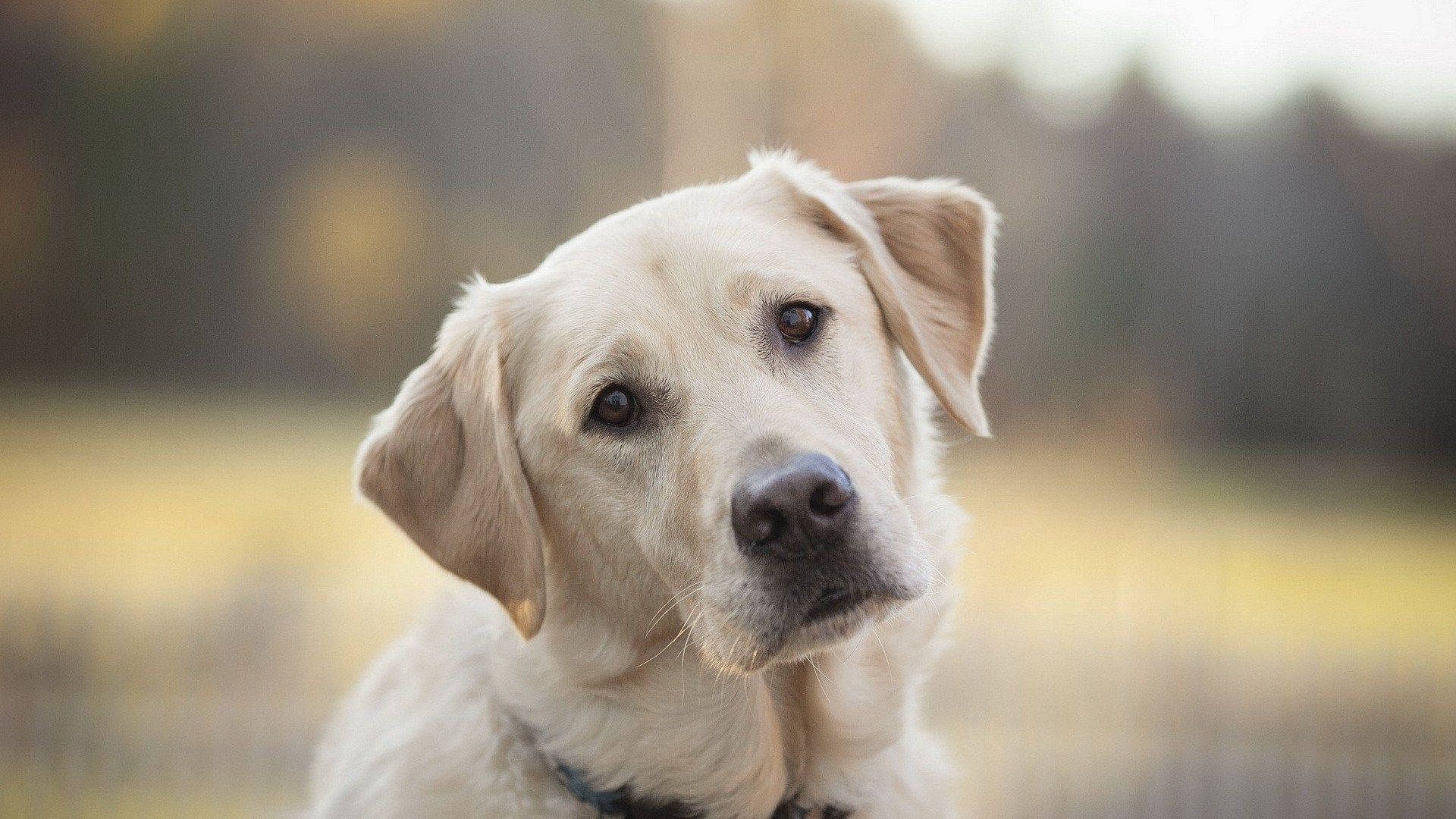 Curious Labrador Dog Wallpaper