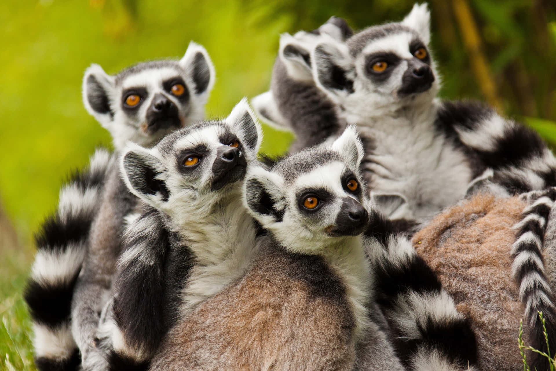 "curious Lemur In Its Natural Habitat" Wallpaper