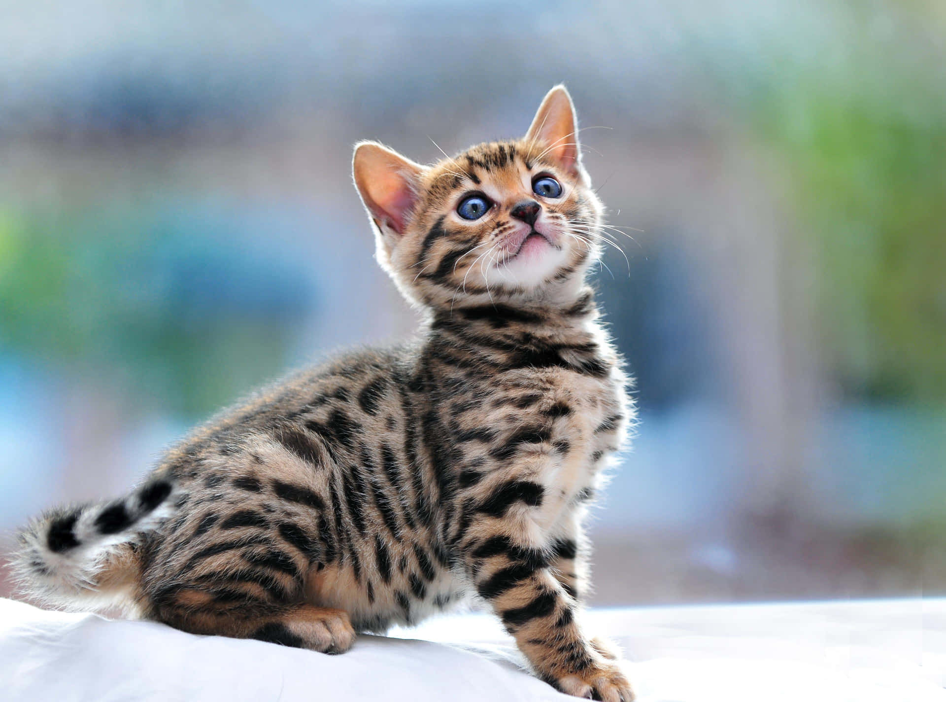 Curious Leopard Cat Kitten Wallpaper