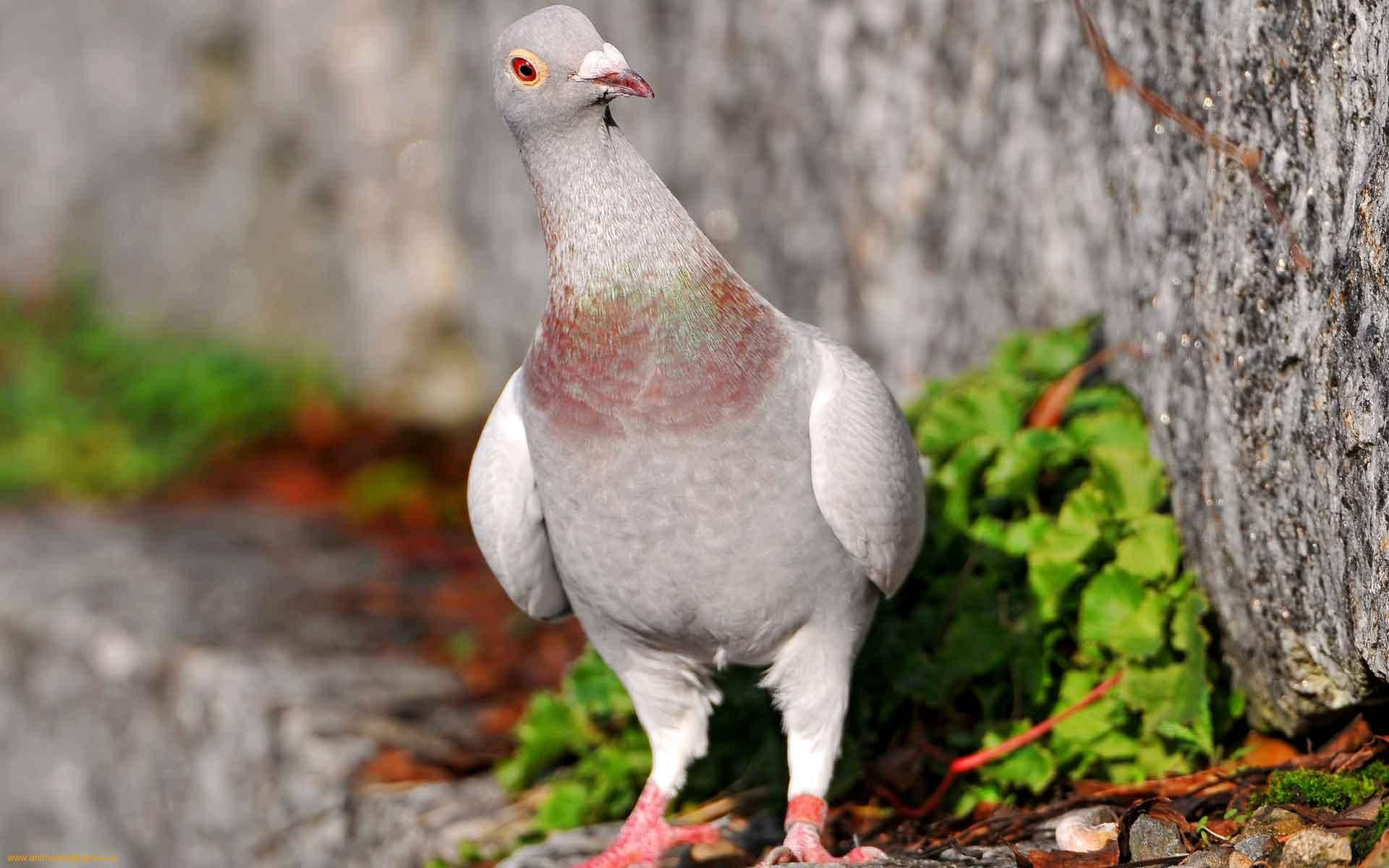 Curious Looking Standing Gray Pigeon Wallpaper