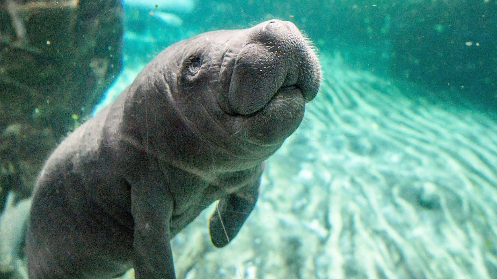 Curious_ Manatee_ Underwater Wallpaper