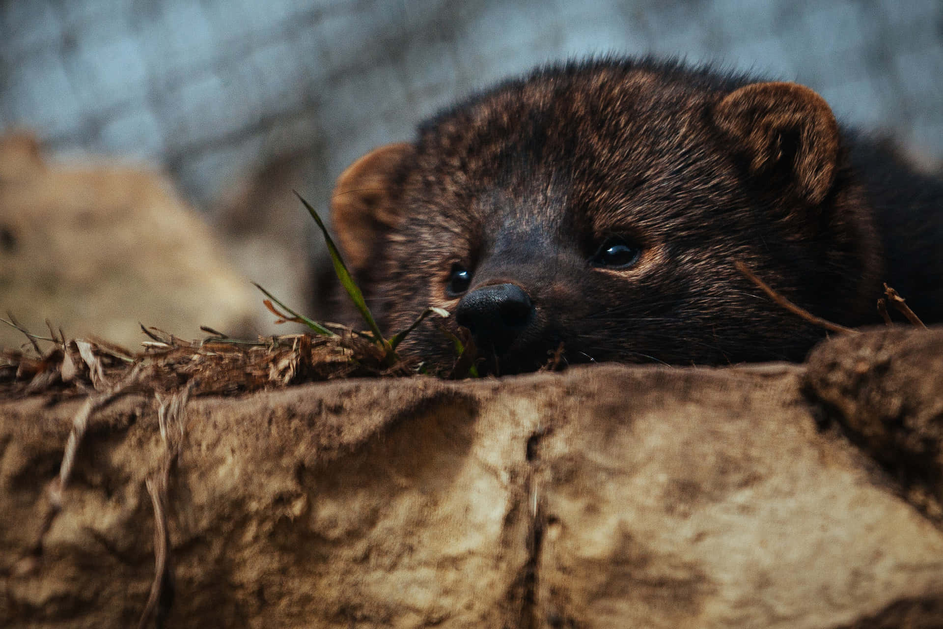 Curious Marten Peeking Over Edge Wallpaper