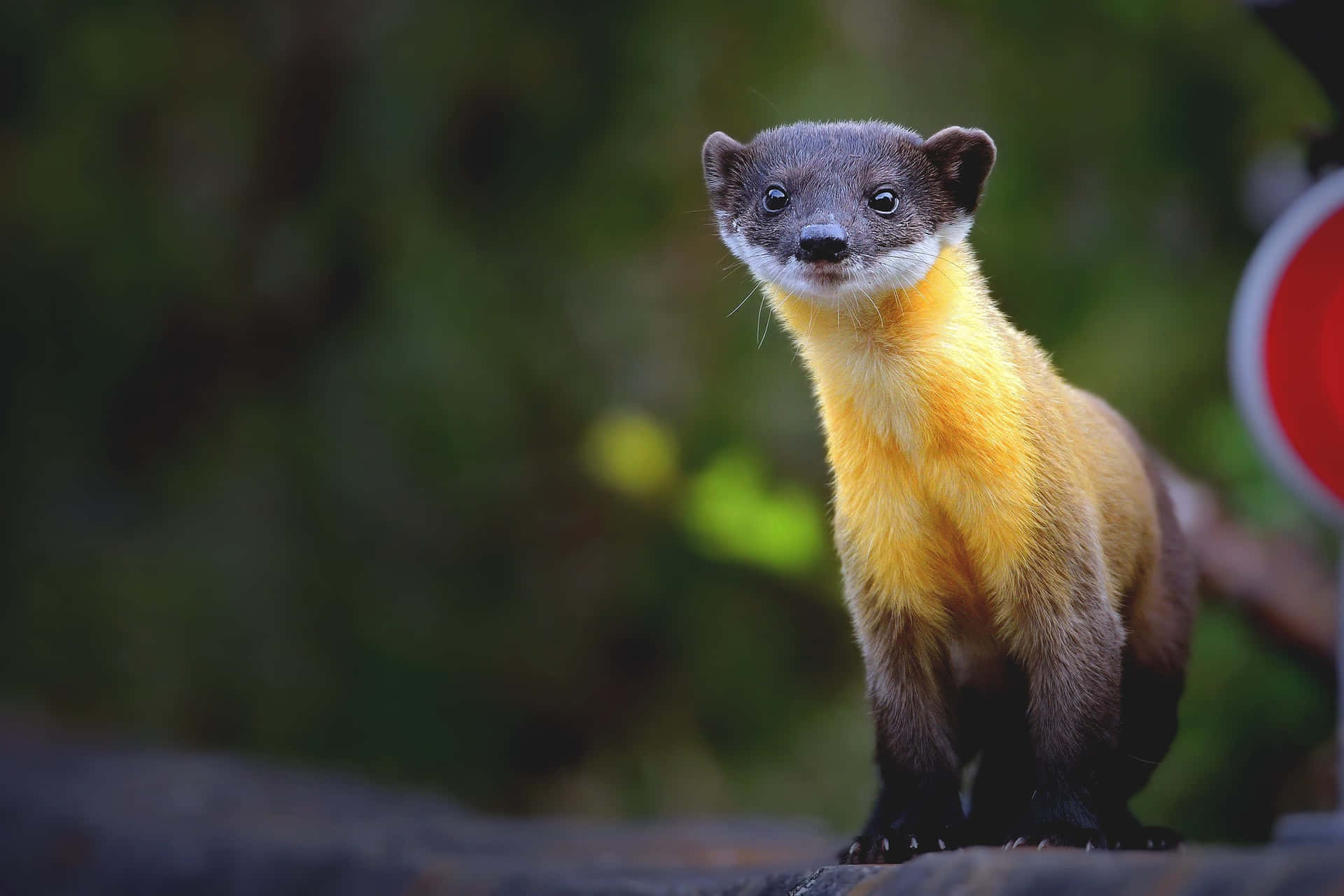 Vragende_marten_in_natuurlijke_habitat Achtergrond