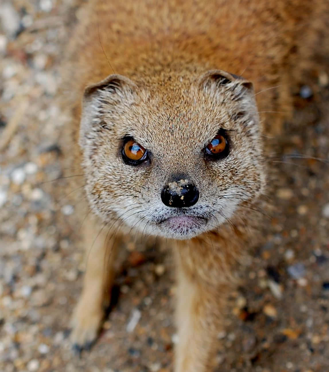 Nieuwsgierige Mongoose Close Up Achtergrond