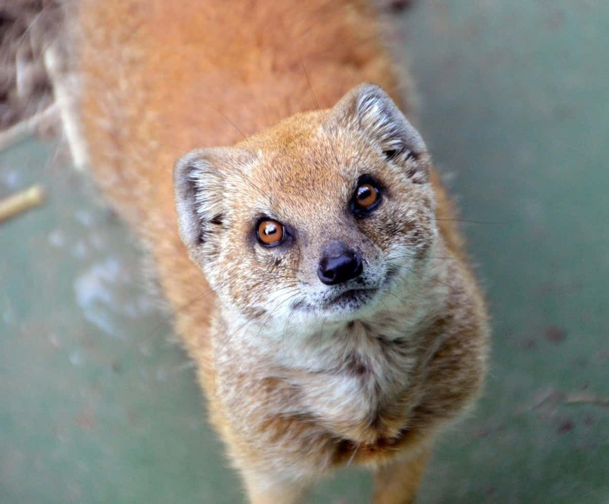 Curious Mongoose Looking Up Wallpaper