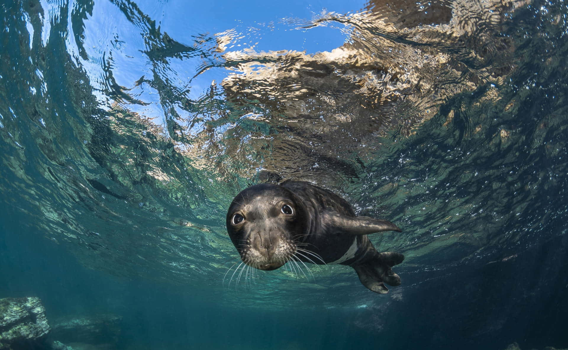 Curious Monk Seal Underwater Wallpaper
