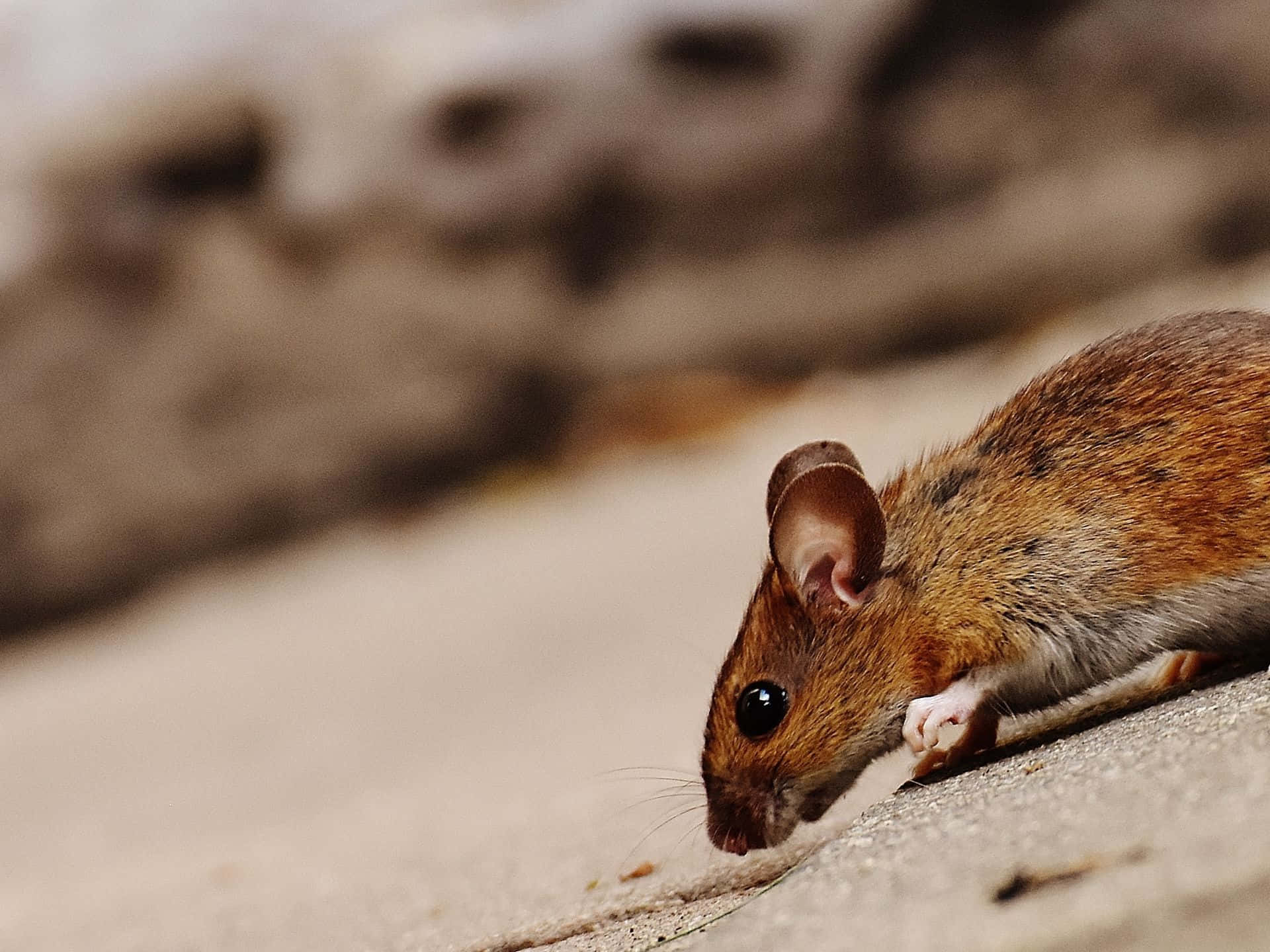 Nieuwsgierige Muis Op Beton Achtergrond