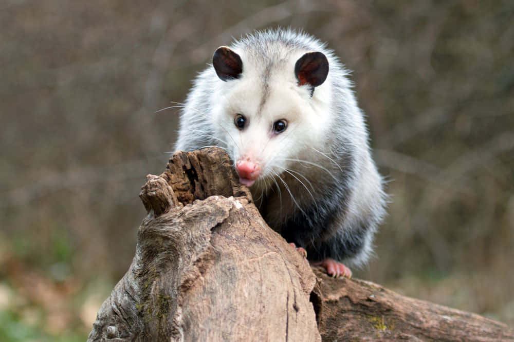 An Opossum Is On The Bottom Of The Screen With Its Mouth Open Background,  Possum Teeth Picture Background Image And Wallpaper for Free Download