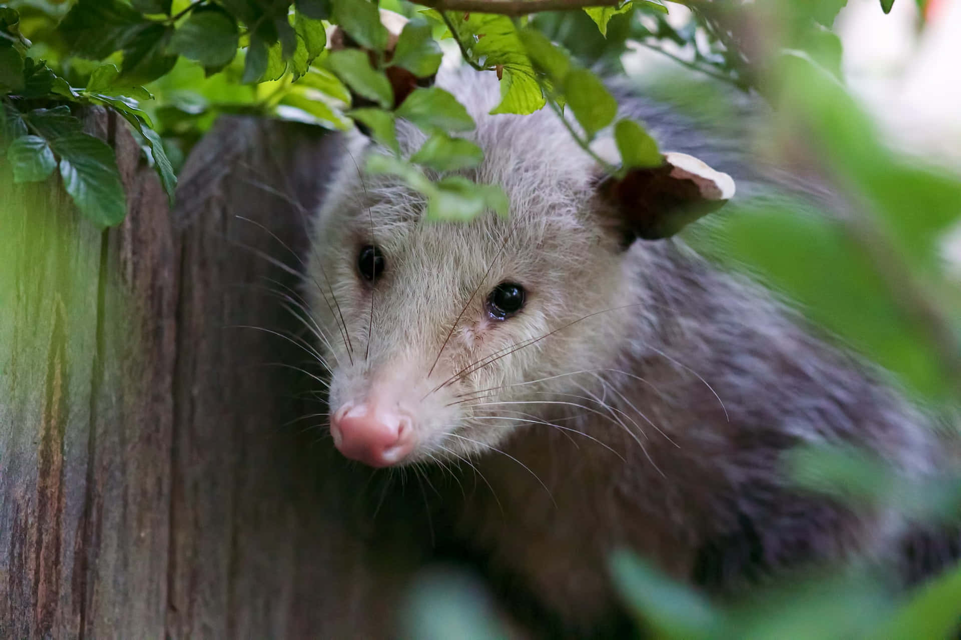 Curious Opossum Peeking Wallpaper