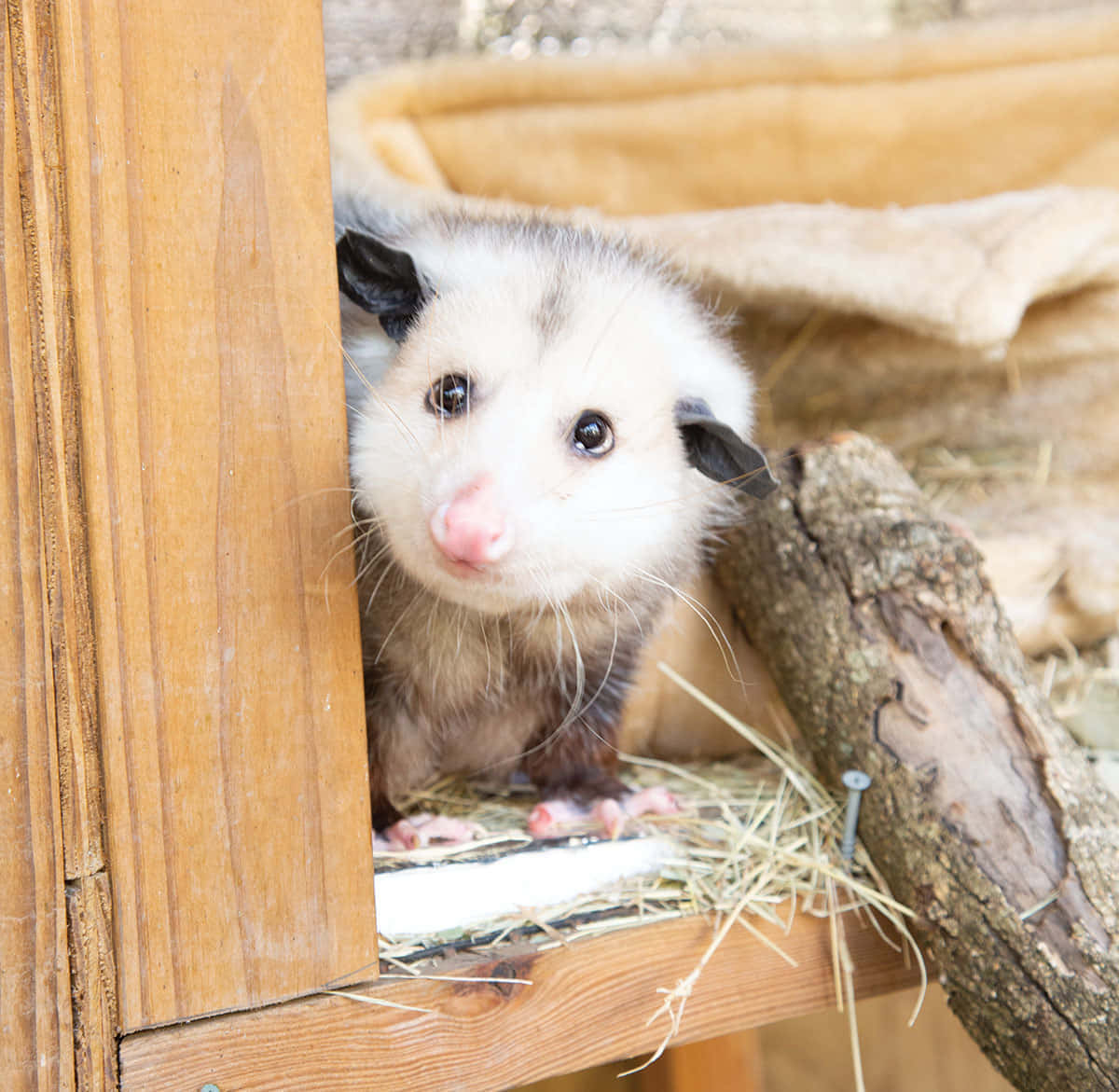 Curious_ Opossum_ Peeking_ Outdoor Wallpaper