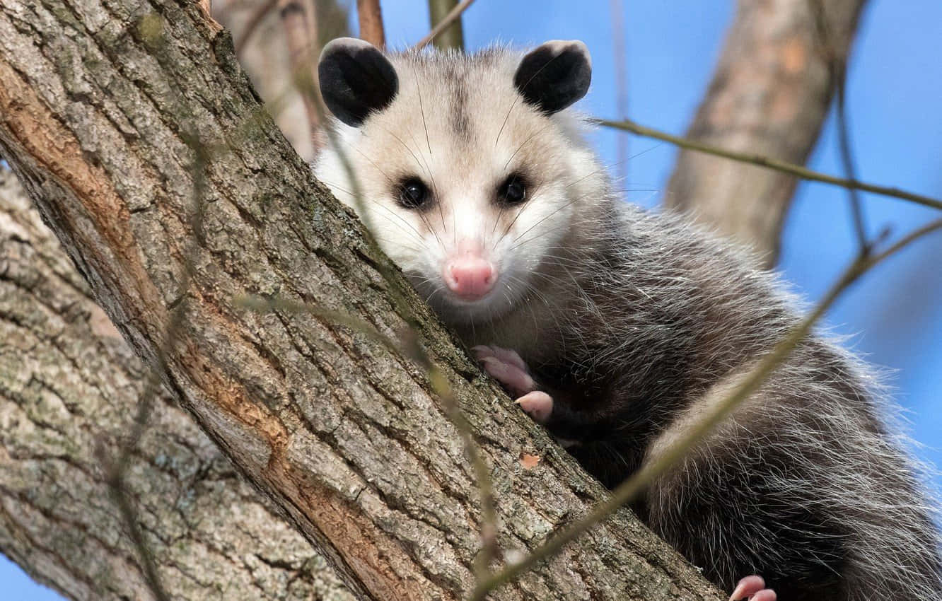 Curious Opossumin Tree Wallpaper