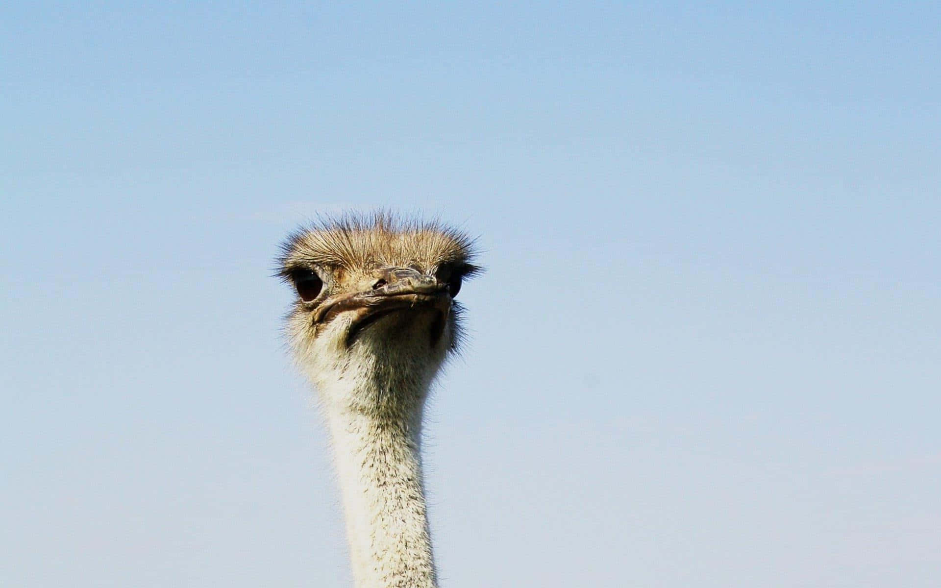 Curious Ostrich Head Against Sky.jpg Wallpaper