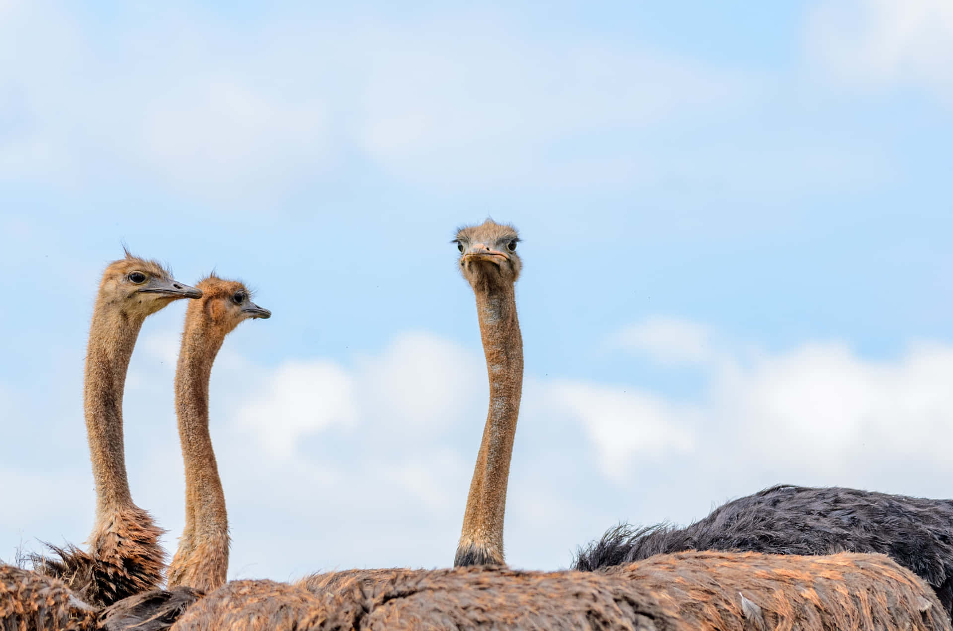 Curious Ostriches Blue Sky Wallpaper