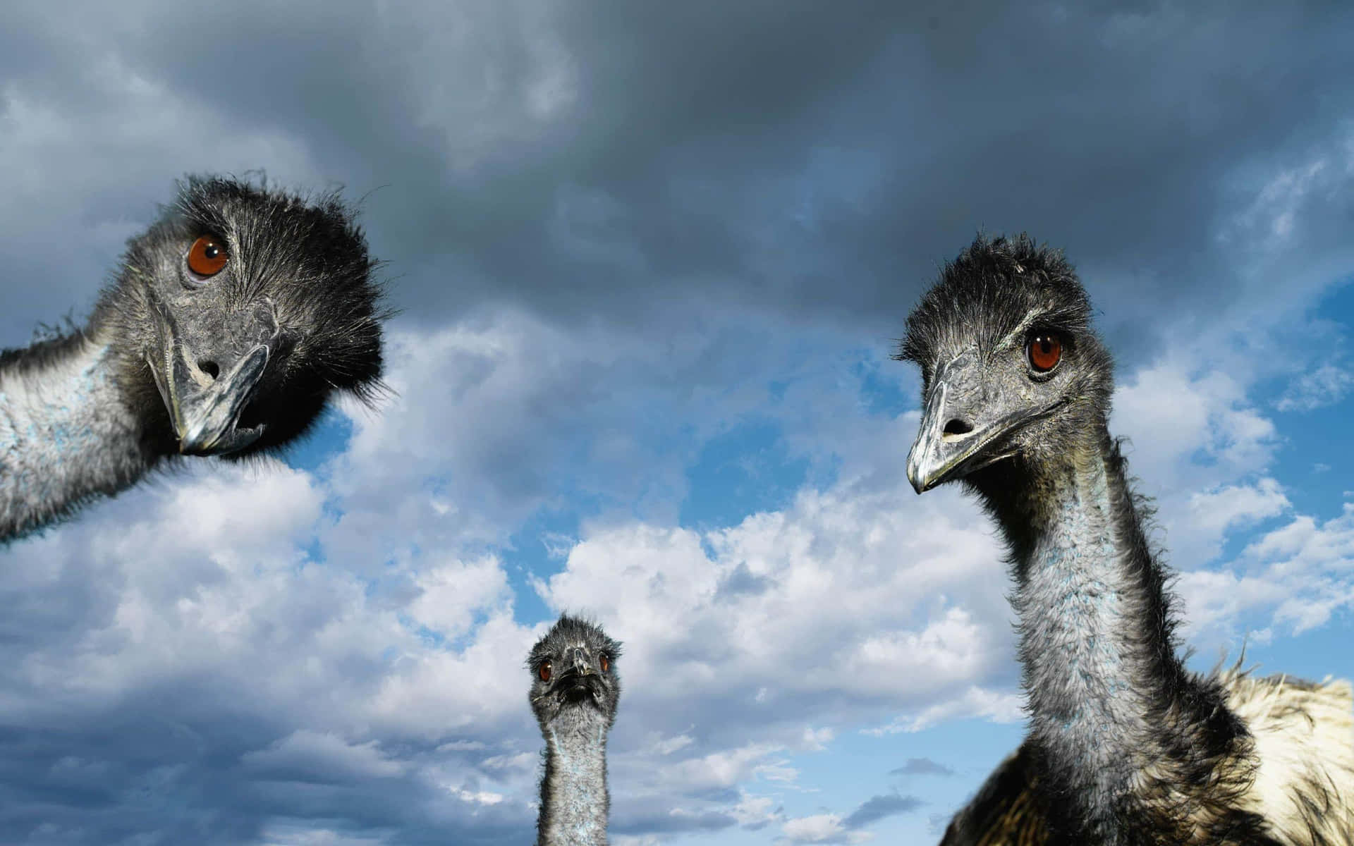 Curious Ostriches Under Cloudy Sky Wallpaper