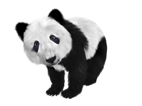Curious Panda Black Background PNG