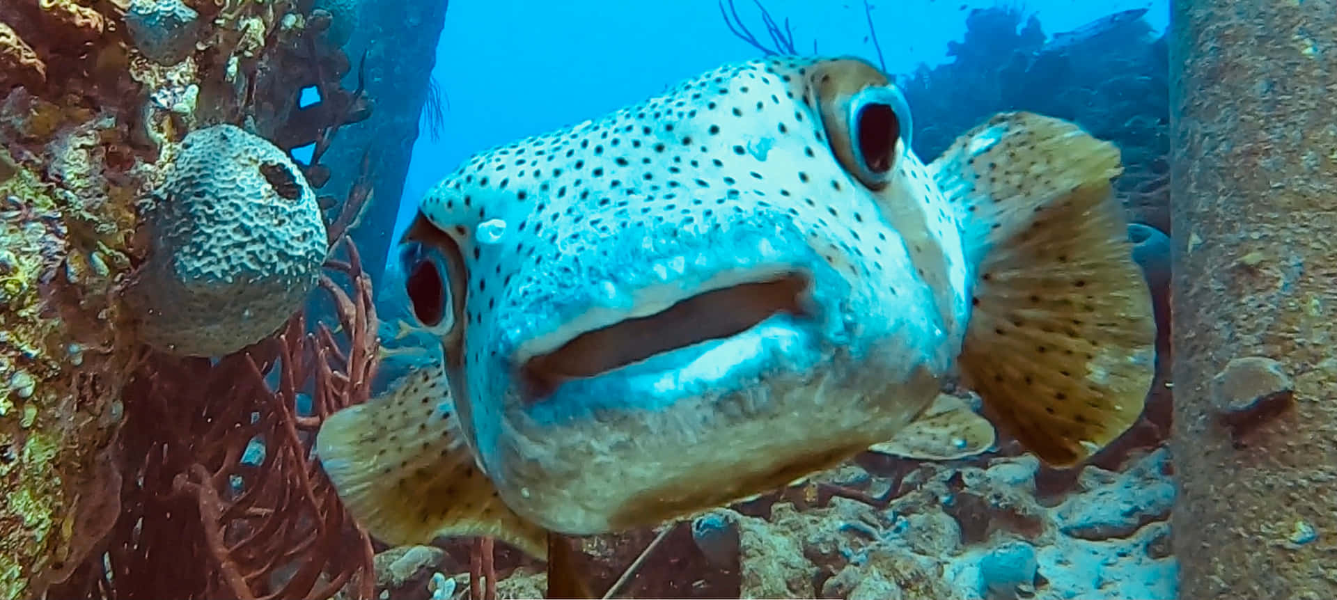 Curious Porcupinefish Underwater Wallpaper