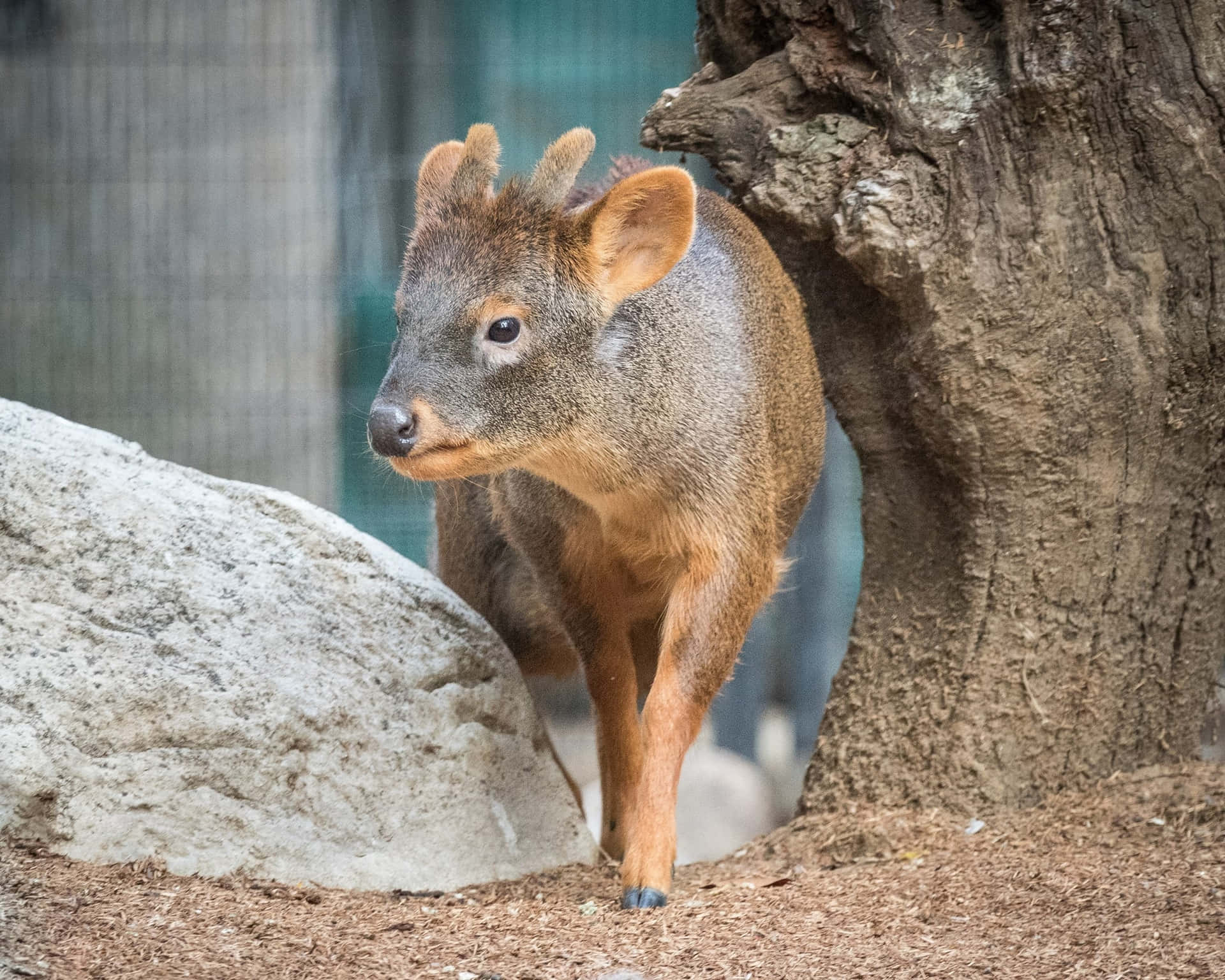 Nysgjerrig Pudu I Habitat Bakgrunnsbildet