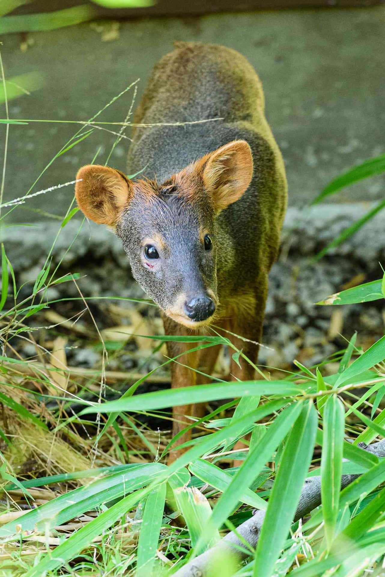 Nieuwsgierige Pudu In Natuurlijke Habitat Achtergrond