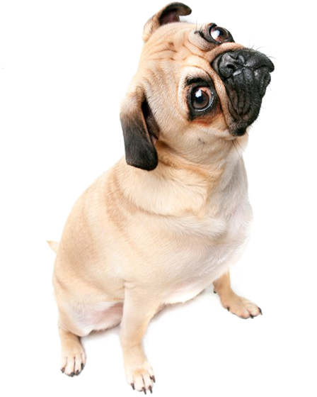 Curious Pug Tilting Head PNG