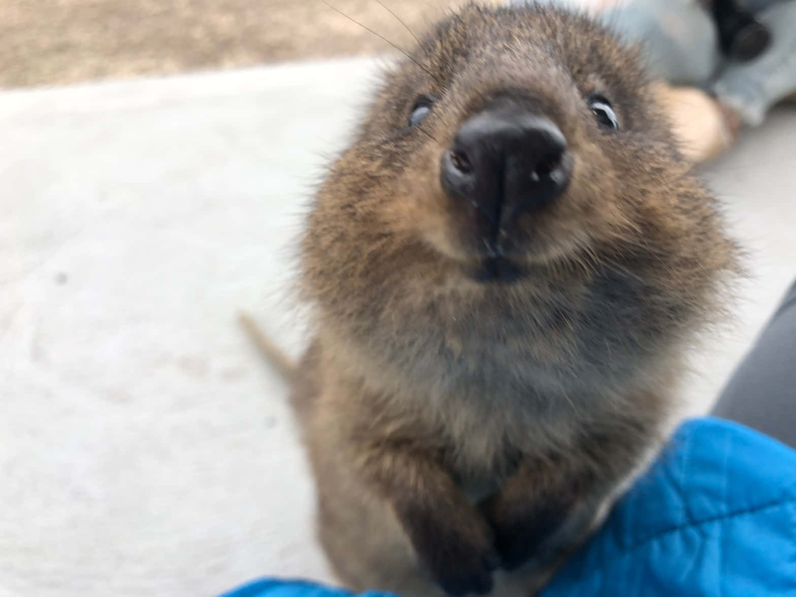 Quokka Penasaran Dari Dekat.jpg Wallpaper