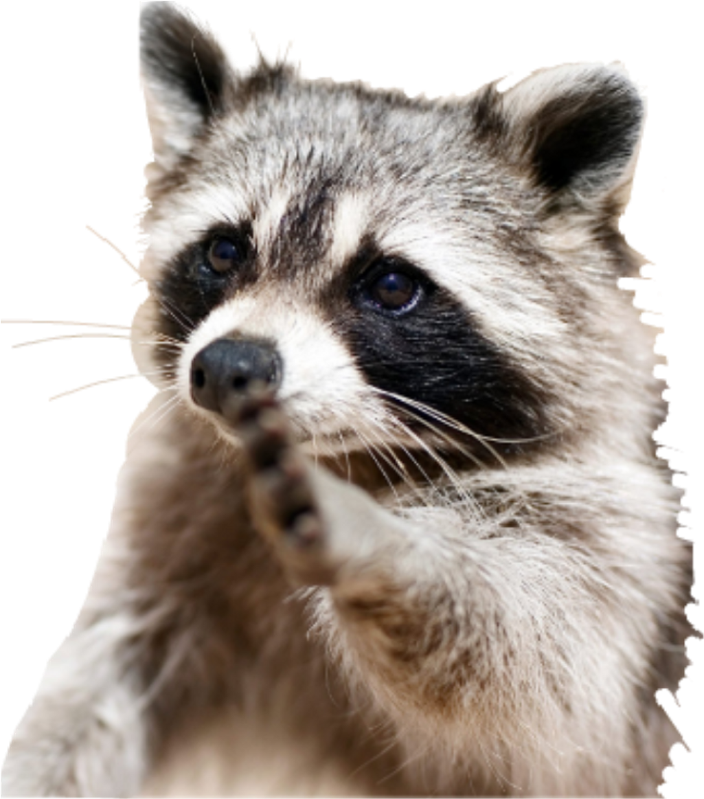 Curious Raccoon Portrait SVG