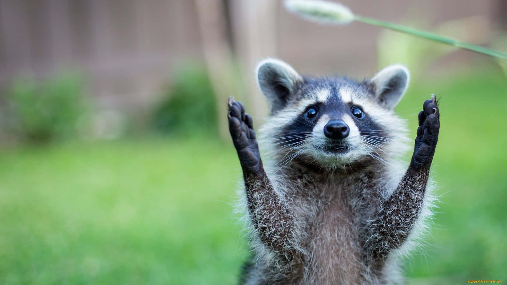 Curious Raccoon Reaching Up.jpg Wallpaper