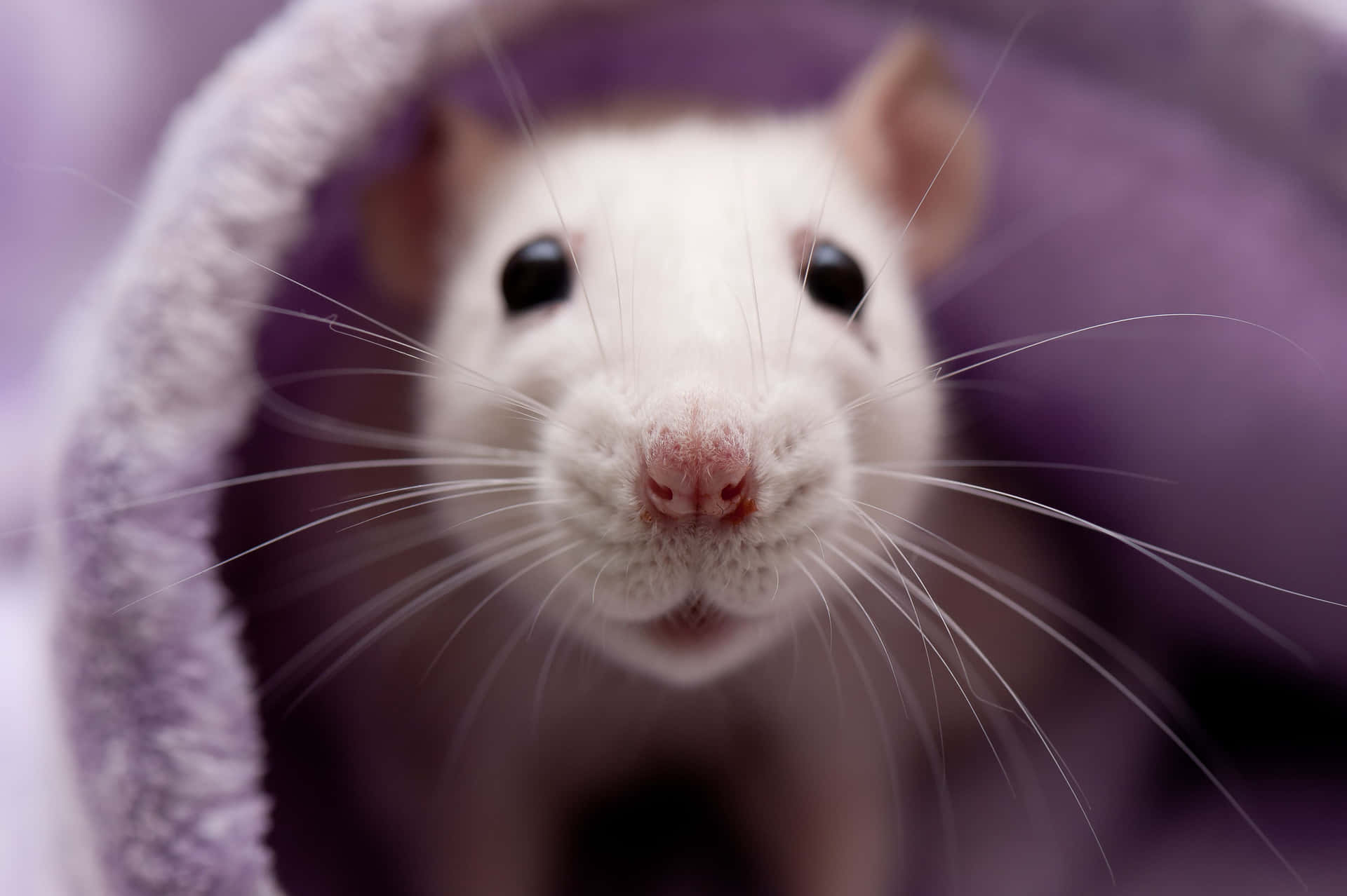 Curious Rat Pictures