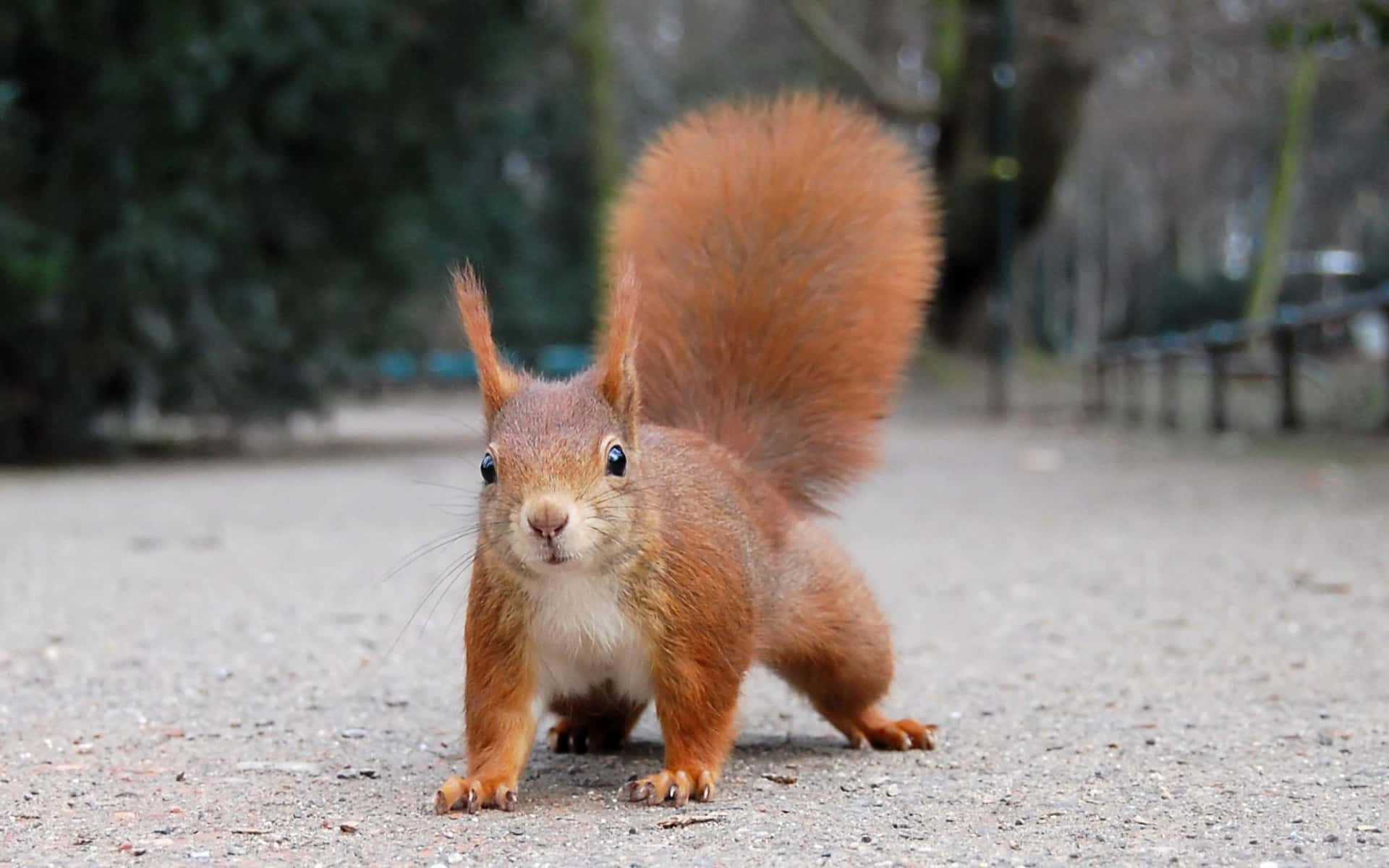 Curious Red Squirrel On Path Wallpaper