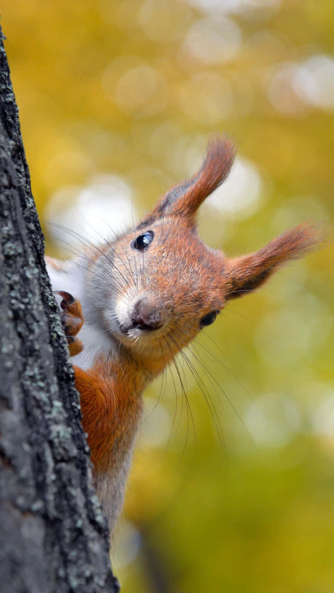 Curious Red Squirrel Peeking Wallpaper