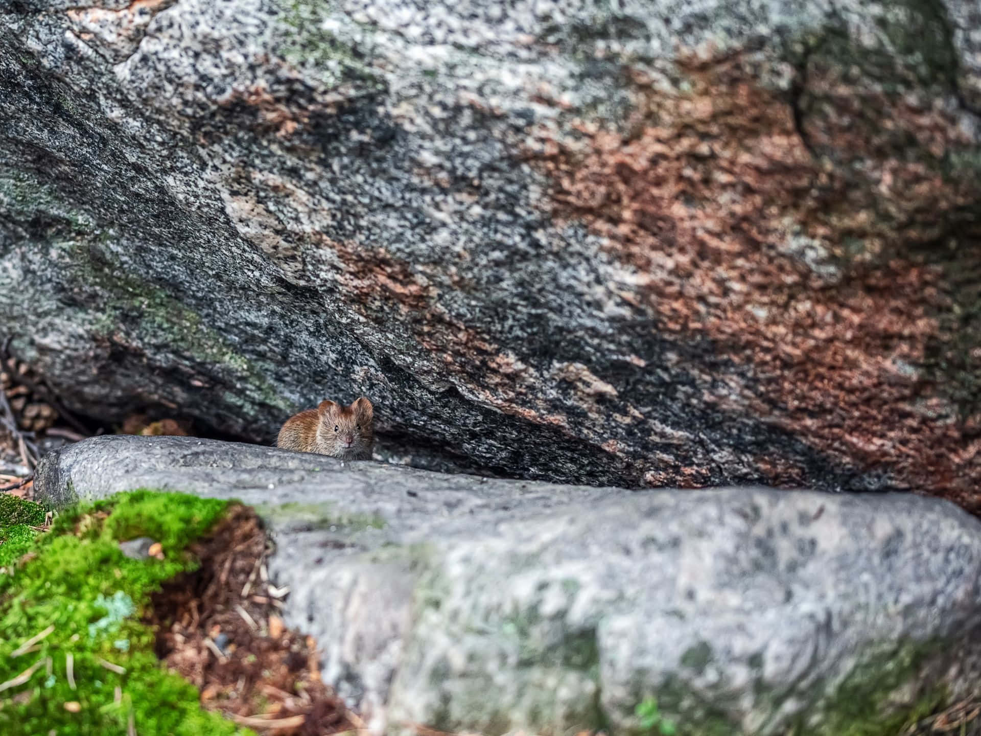 Curious Rodent Between Rocks Wallpaper