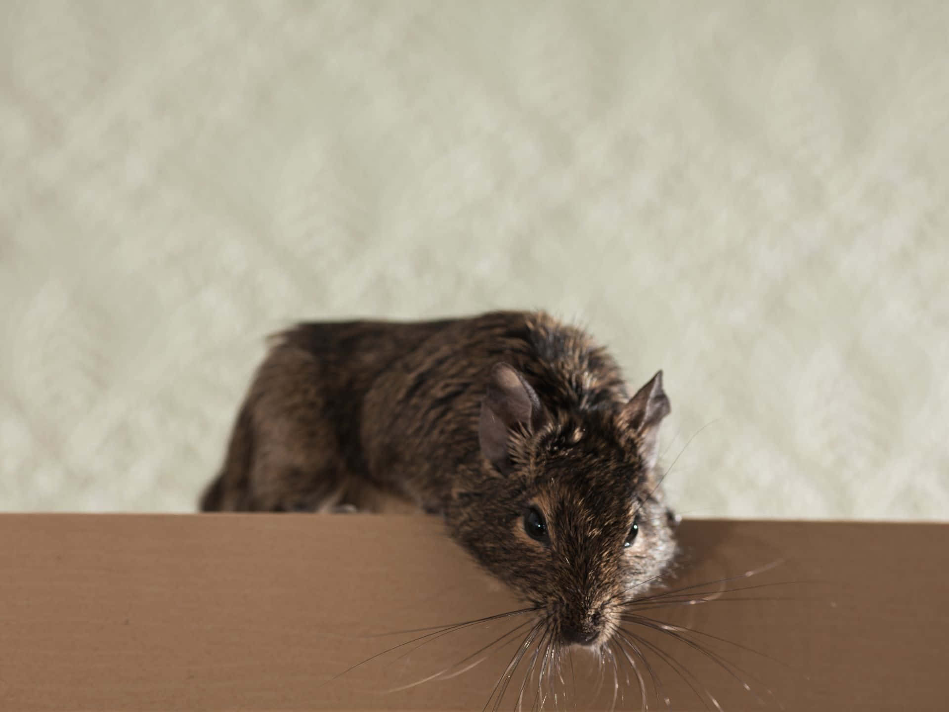 Curious Rodent Peeking Over Edge Wallpaper