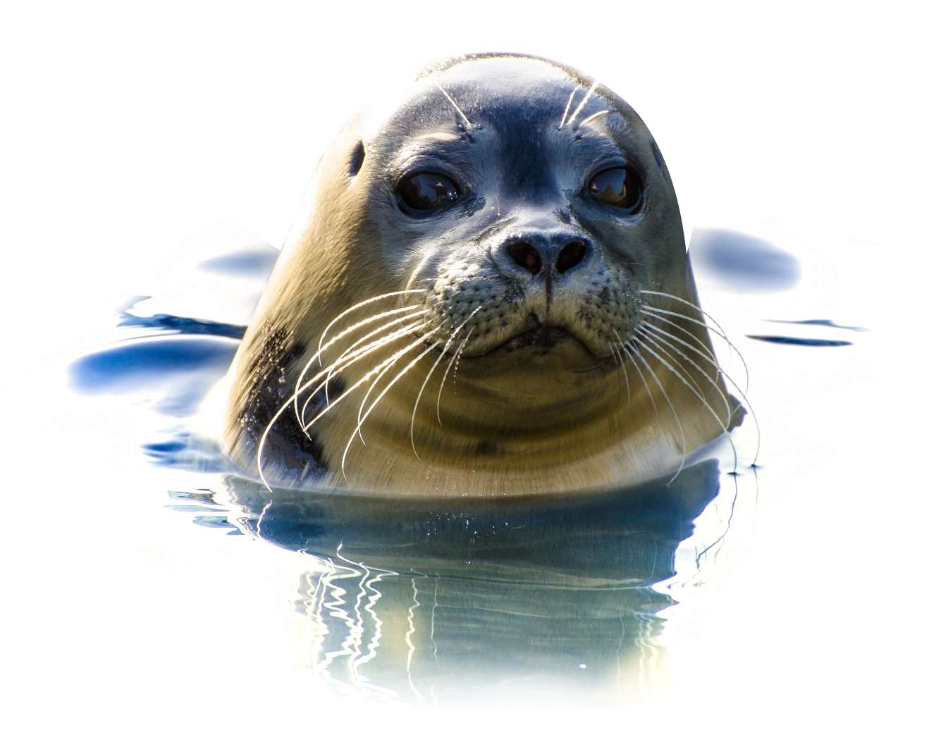 Curious Seal Emerging From Water PNG