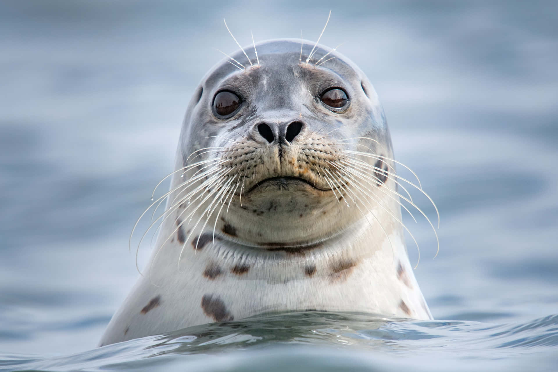 Curious Seal Peeking Above Water Wallpaper
