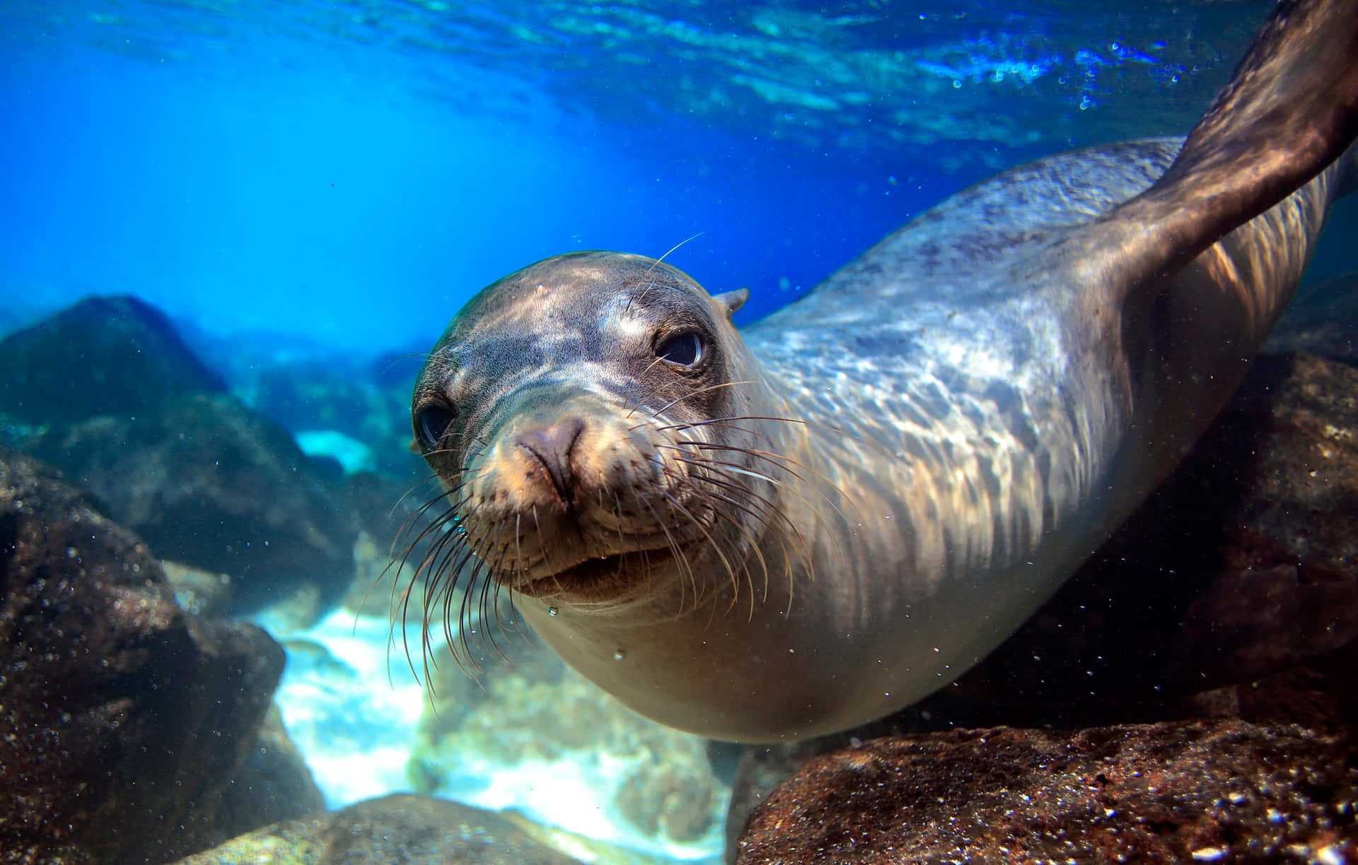 Curious Seal Underwater Exploration.jpg Wallpaper