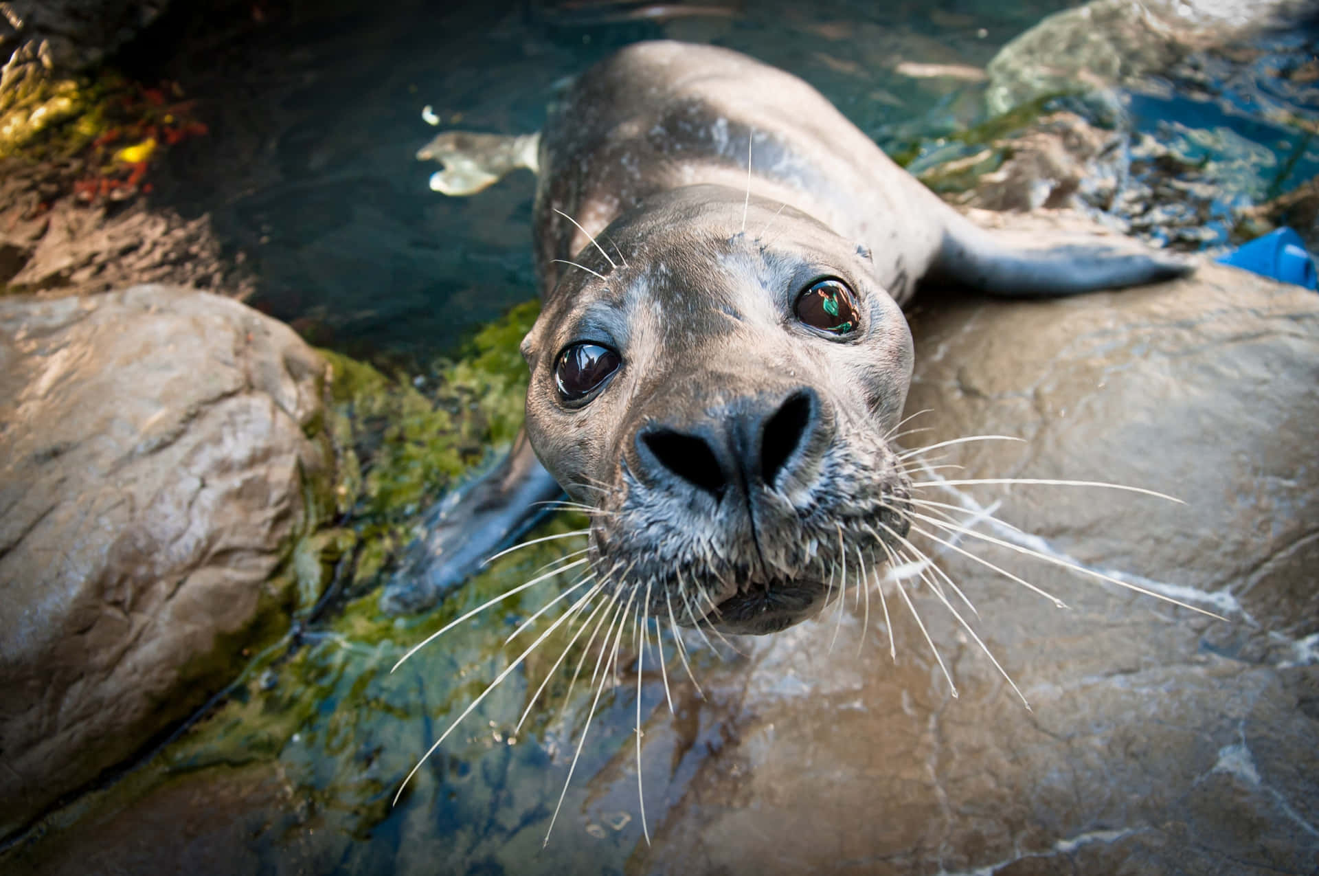 Curious Seal Up Close.jpg Wallpaper
