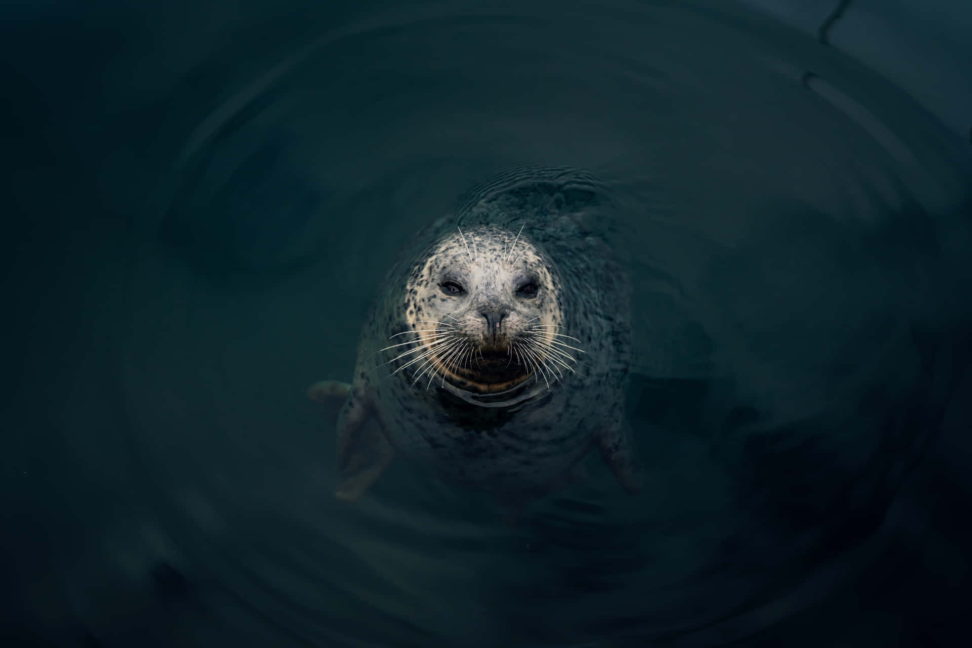 Curious Sealin Dark Waters.jpg