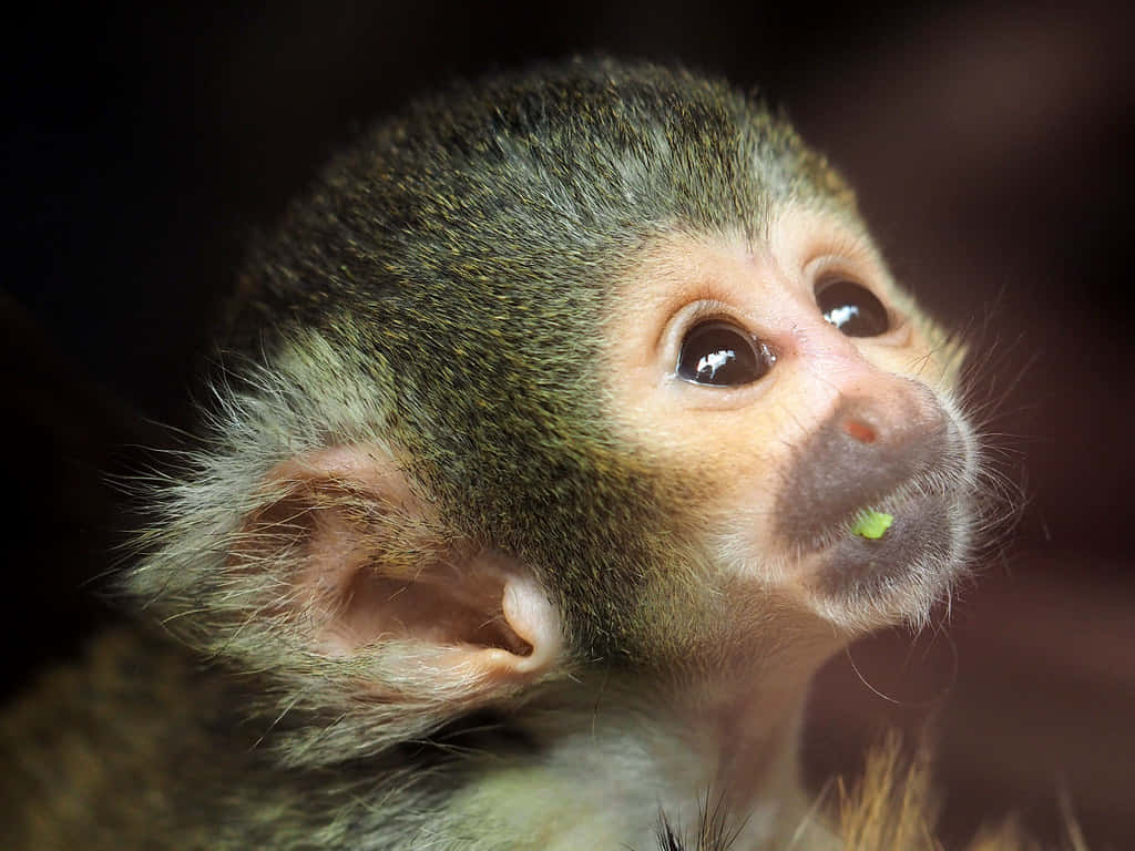 Download Curious Squirrel Monkey Wallpaper | Wallpapers.com