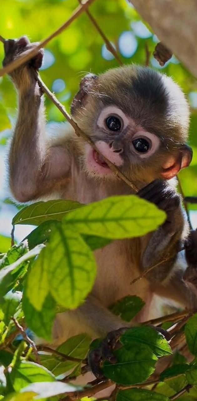 Curious Squirrel Monkey Among Leaves Wallpaper